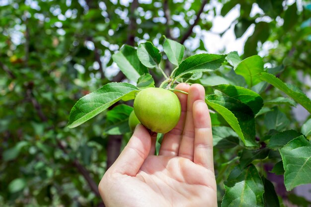 Boer man met een appel. tuinman die groene appel met de hand plukken.