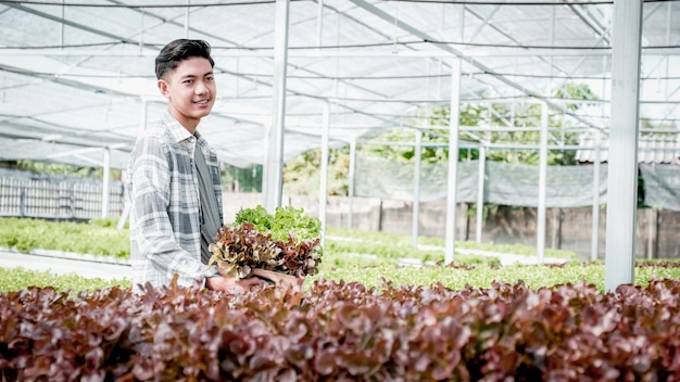 Boer man oogst een biologische groente salade, sla van een hydrocultuur boerderij.