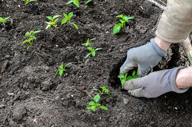 Boer mannelijke man in handschoenen aanplant van tomaten peper zaailing in grond bodem in biologische moestuin kas landbouw teelt landbouw agronomie in lente zomer concept