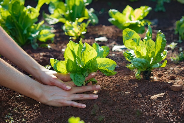 Boer met andijvie planten groeien op vruchtbare grond