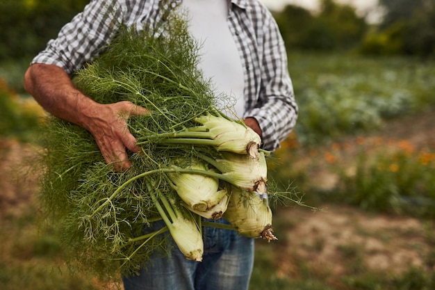 Boer met bos verse venkel in veld