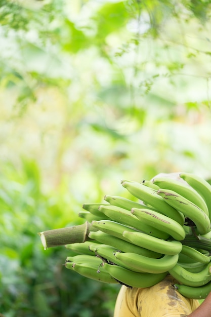 boer met groene banaan op boerderij. Arbeid met groene banaan voor verkopen.