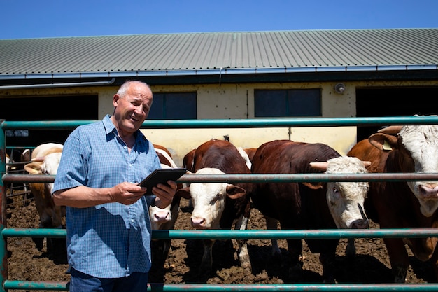 Boer met groep sterke gespierde stieren als huisdieren voor vleesproductie op biologische boerderij.