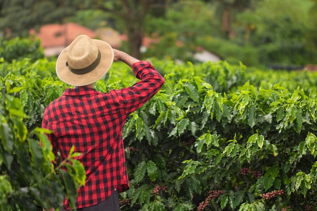 Boer met hoed in gecultiveerde koffieplantage