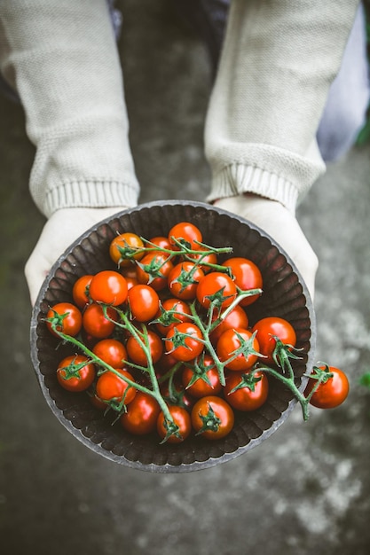 Boer met tomaten