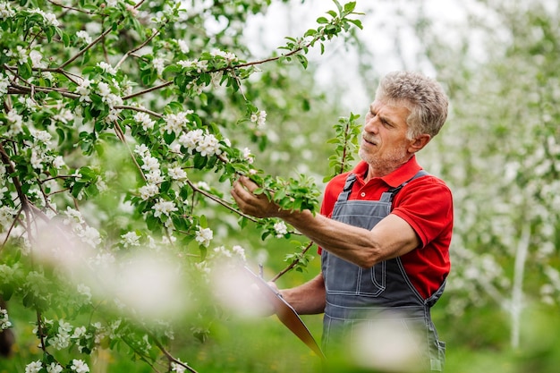 Boer onderzoekt bloeiende appelbomen in boomgaard Tuinieren en mensen conceptxA