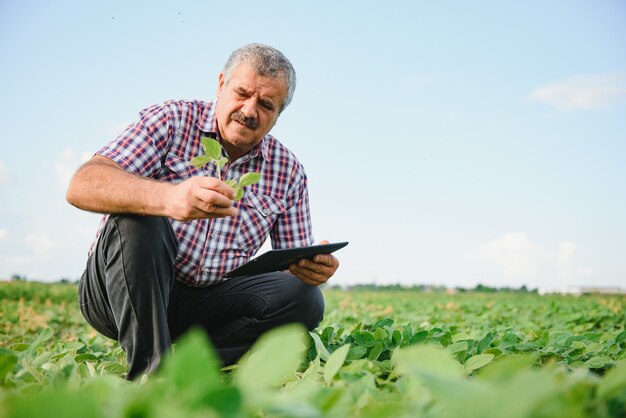 Boer onderzoekt groene sojabonen plant in een veld