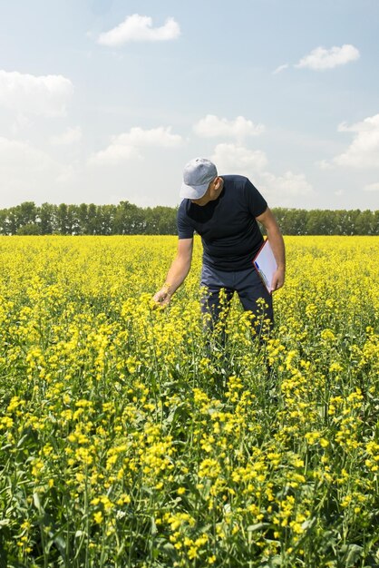 Boer onderzoekt het veld van canola raps agronom in het bloeiende rapsveld