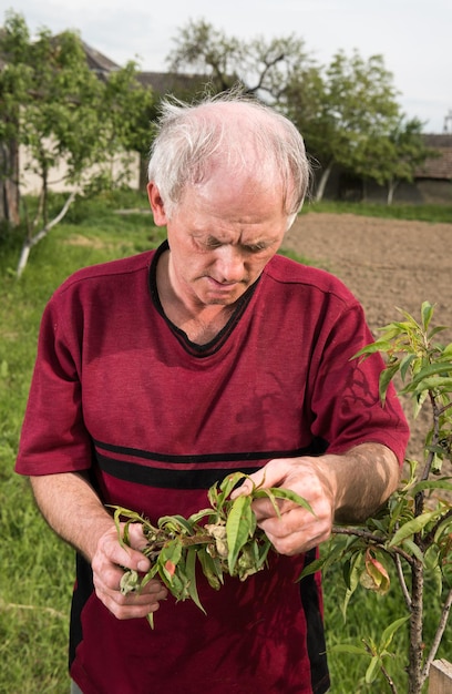 Boer onderzoekt perzikboom in de tuin