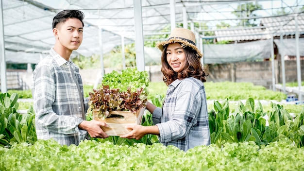Boer oogst plantaardige biologische salade, sla van hydrocultuur boerderij voor klanten.
