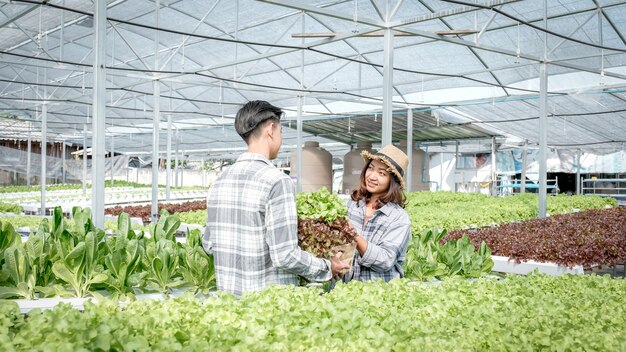 Boer oogst plantaardige biologische salade, sla van hydrocultuur boerderij voor klanten.