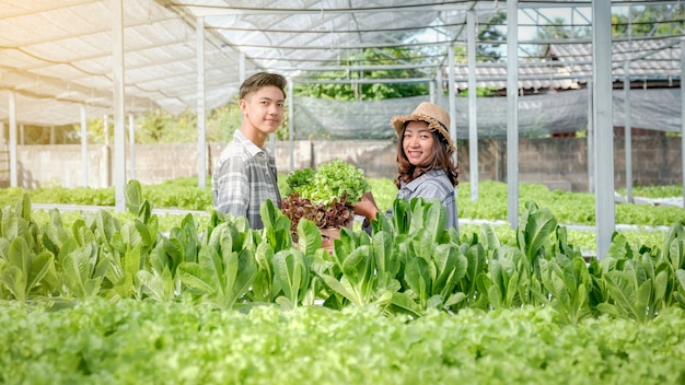 Boer oogst plantaardige biologische salade, sla van hydrocultuurboerderij voor klanten