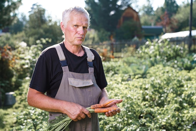 Boer oogst wortel in landbouwgrond Verse biologische groente in de tuin