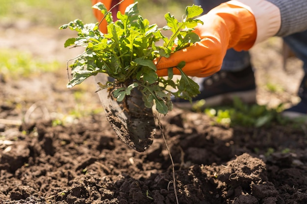 Boer planten in de moestuin.