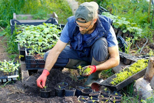 Foto boer planten verplanten. zaadbed van zaailing van paprika's in potten.