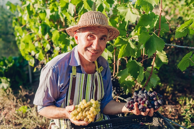 Boer plukken oogst van druiven op ecologische boerderij