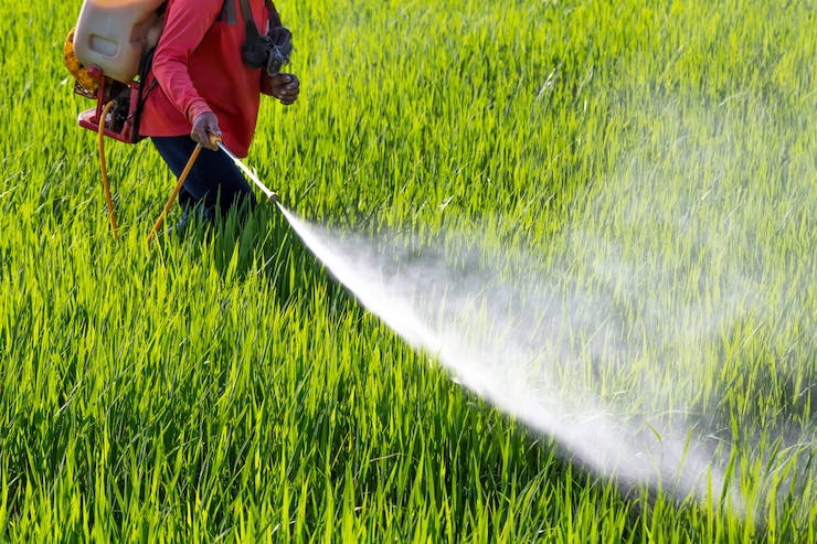Foto boer sproeien van pesticiden in het rijstveld voor bescherming zaailing tegen insecten.