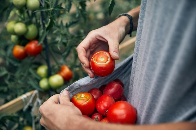 Boer tomaten plukken