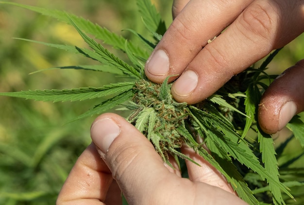 Boer toont rups op marihuanablad biologische cannabis sativa vrouwelijke planten met cbd