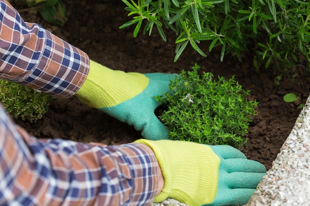 Boer tuinman dient handschoenen in om kruiden te planten