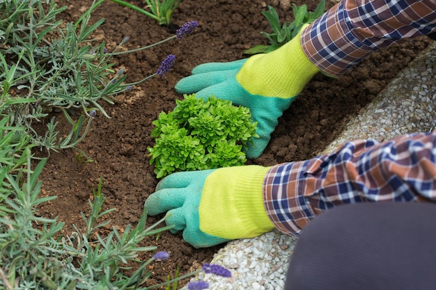 Boer tuinman dient handschoenen in om kruiden te planten