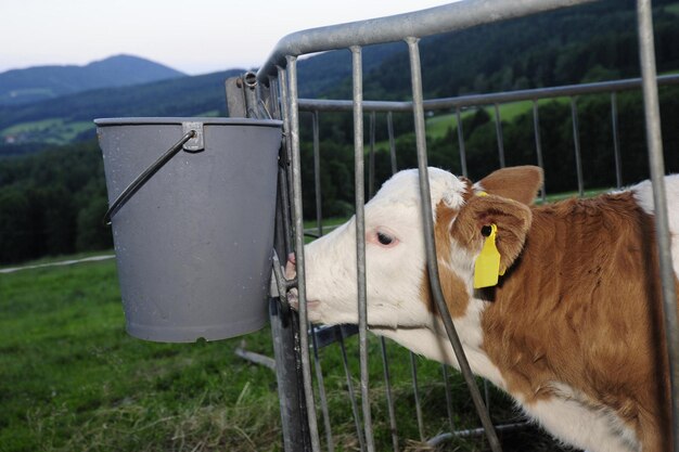 Foto boer voedt een jong kalf achter het hek in de koeienstal