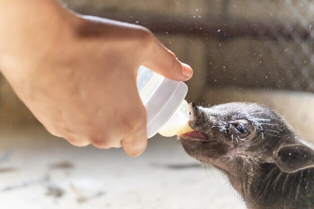 Boer voedt melk van flespuppyvarken in schuur van boerderij om gezond biologisch binnen te halen om het te maken