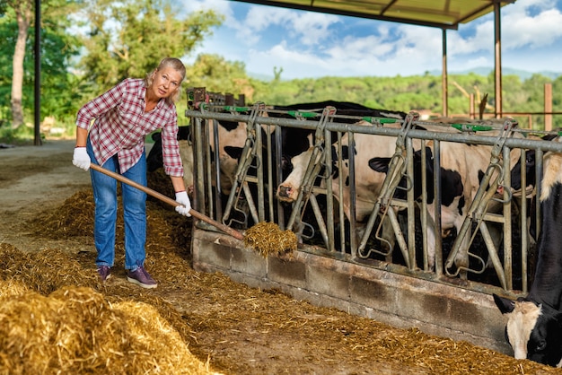 Boer vrouw werkt op boerderij met melkkoeien.