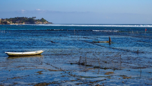 Boer werkt in algenvelden op het eiland Lembongan, Bali