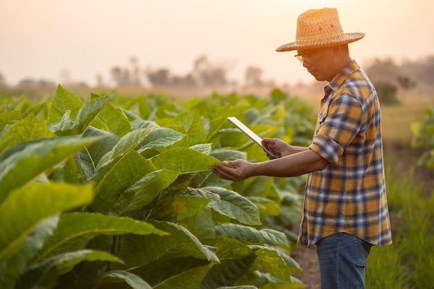 Boer werkt in het tabaksveld Man onderzoekt en gebruikt digitale tablet voor managementplanning of analyse van tabaksplant na het planten Technologie voor landbouwconcept