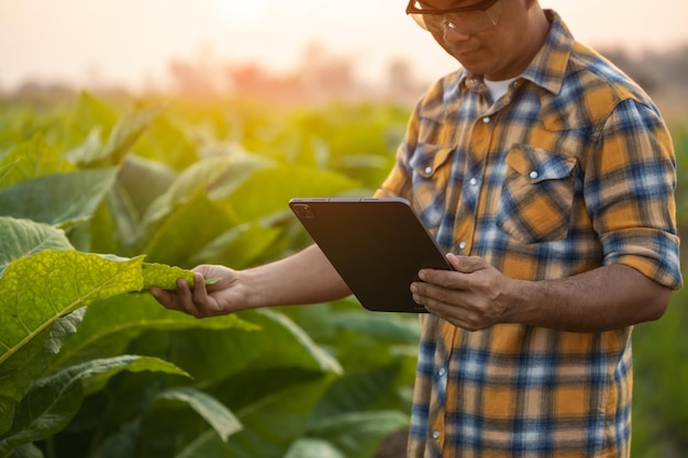 Boer werkt in het tabaksveld Man onderzoekt en gebruikt digitale tablet voor managementplanning of analyse van tabaksplant na het planten Technologie voor landbouwconcept