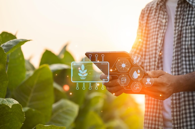 Boer werkt in het tabaksveld Man onderzoekt en gebruikt digitale tablet voor managementplanning of analyse van tabaksplant na het planten Technologie voor landbouwconcept