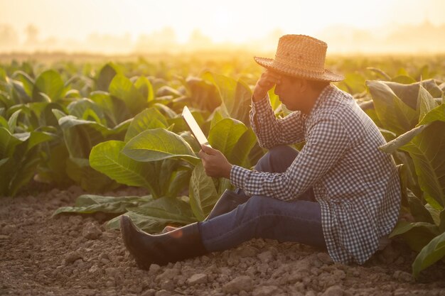 Boer werkt in het tabaksveld Man onderzoekt en gebruikt digitale tablet voor managementplanning of analyse van tabaksplant na het planten Technologie voor landbouwconcept