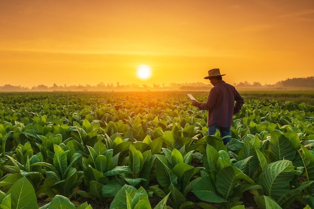 Boer werkt in het tabaksveld Man onderzoekt en gebruikt digitale tablet voor managementplanning of analyse van tabaksplant na het planten Technologie voor landbouwconcept