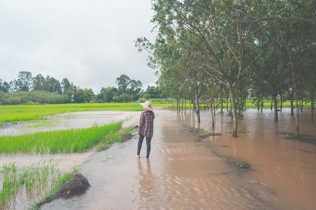 Boer zit in overstroomde loopbrug op rijstveld