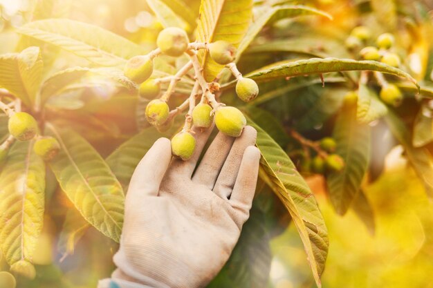 Boer zorgt voor mispelfruitbomen