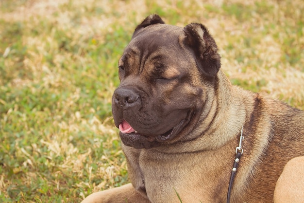 Photo boerboel