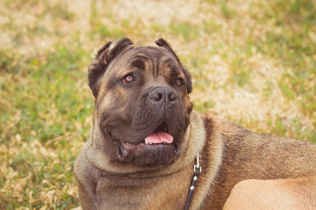 Photo boerboel