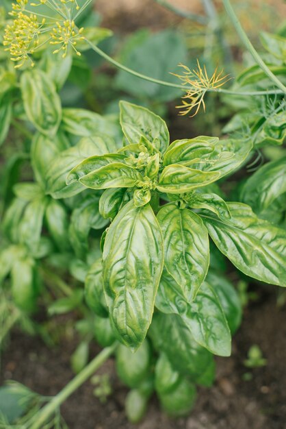 Boerderij aanplant van biologische groene basilicum in een bed zonder meststoffen. selectieve aandacht. Basilicum blaadjes