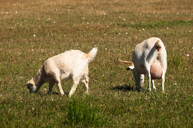 Boerderij geit grazen op de boerderij.