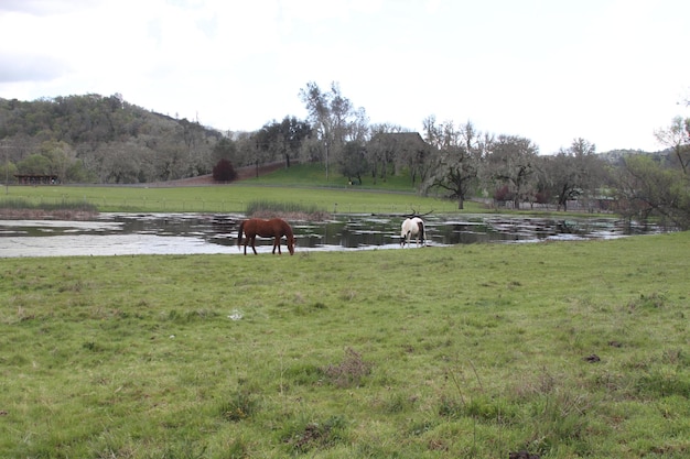 Boerderij in Californië