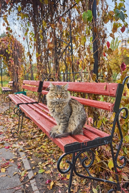 Boerderij kat genietend van de late middagzon zittend op een bankje