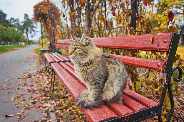 Boerderij kat genietend van de late middagzon zittend op een bankje