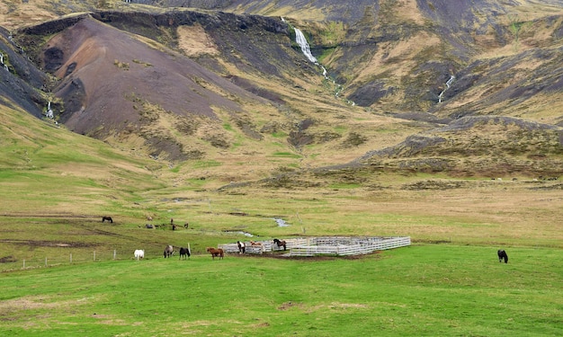 Foto boerderij met ijslandse grazende paarden in de vallei, ijsland. europa