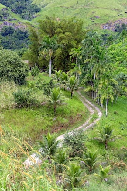 Boerderij onverharde weg, geflankeerd door palmbomen en gras. Brazilië