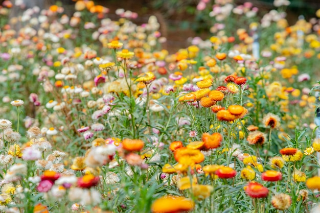 boerderij stro bloeien mijn tuin