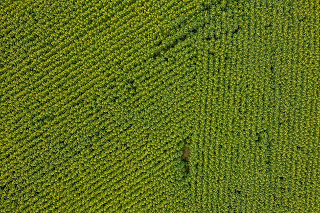 boerderij veld landbouw uitzicht van bovenaf