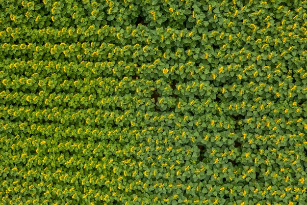 boerderij veld landbouw weergave van bovenaf