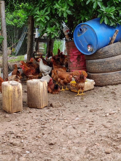 Foto boerderijdieren op het veld