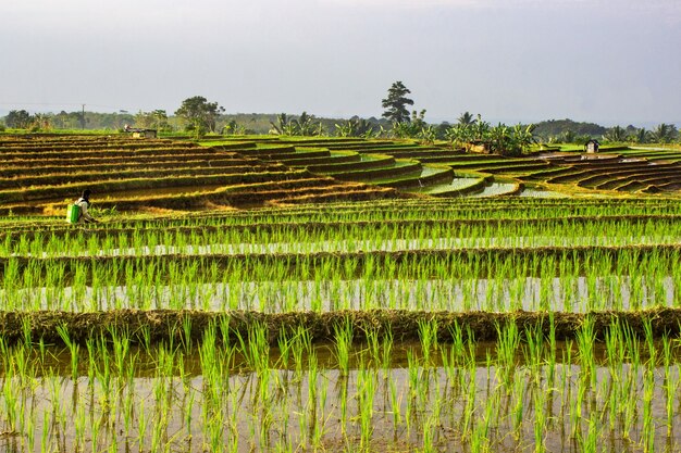 Boeren aan het werk in de ochtend rijst sproeien in de rijstvelden van Noord Bengkulu, Indonesië